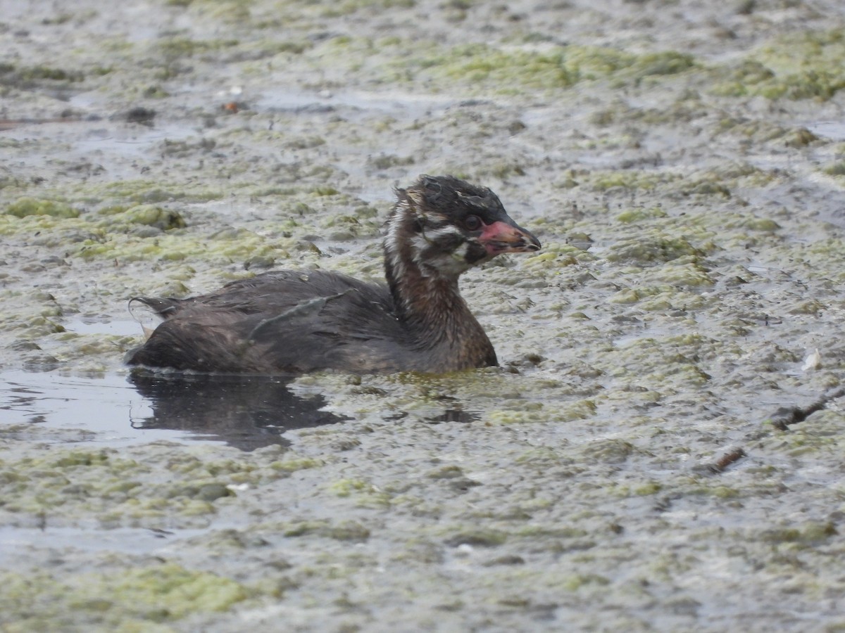 Pied-billed Grebe - ML620219946