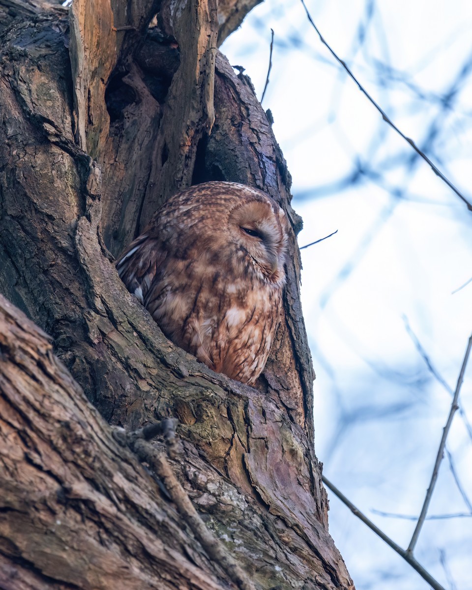 Tawny Owl - ML620219959