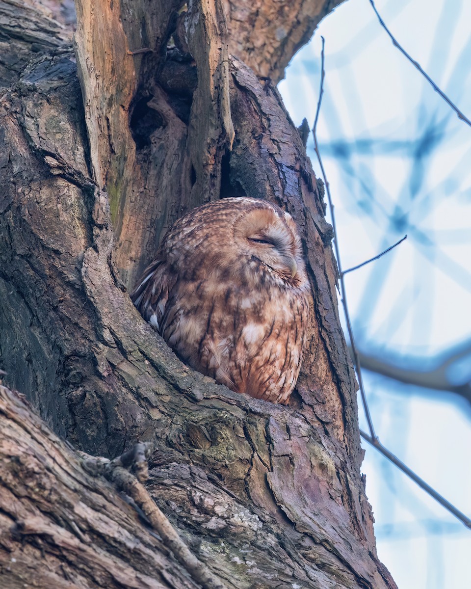 Tawny Owl - ML620219961