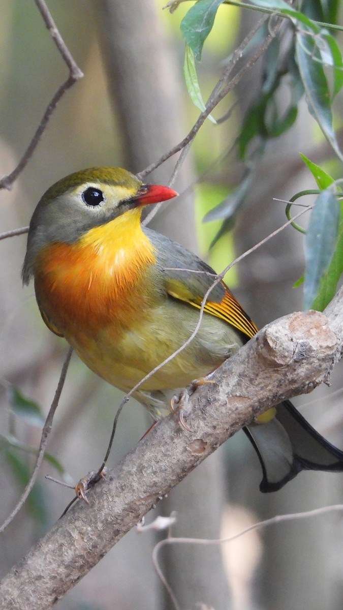 Red-billed Leiothrix - ML620219967