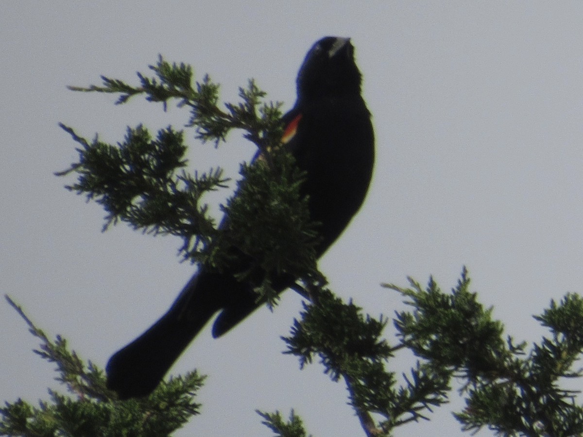 Red-winged Blackbird - ML620219970