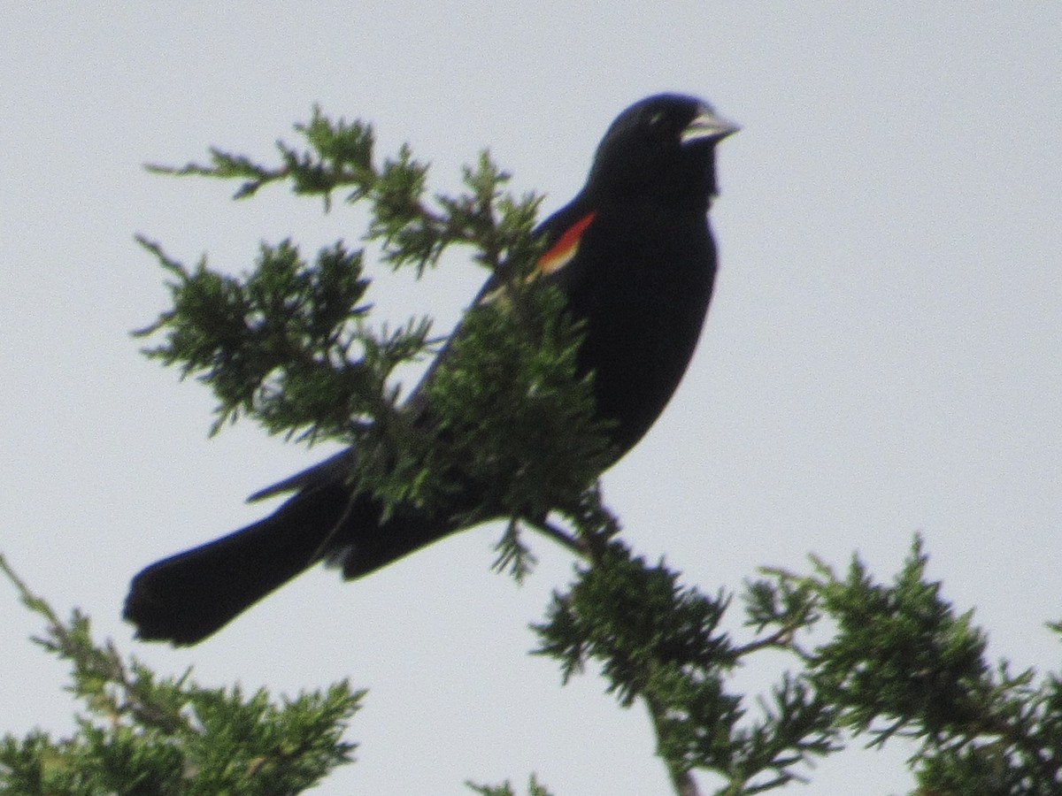 Red-winged Blackbird - ML620219971