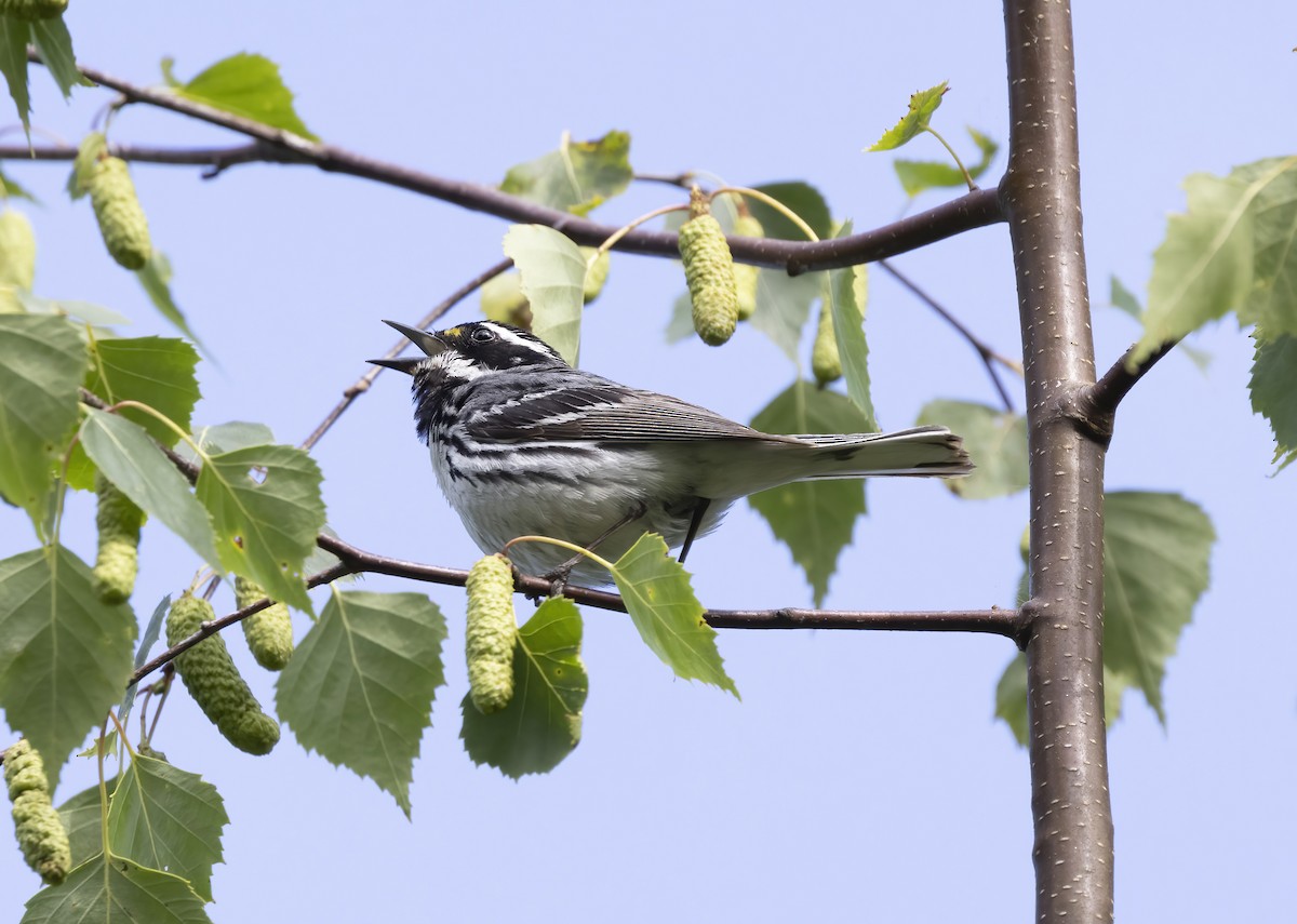 Black-throated Gray Warbler - ML620219973