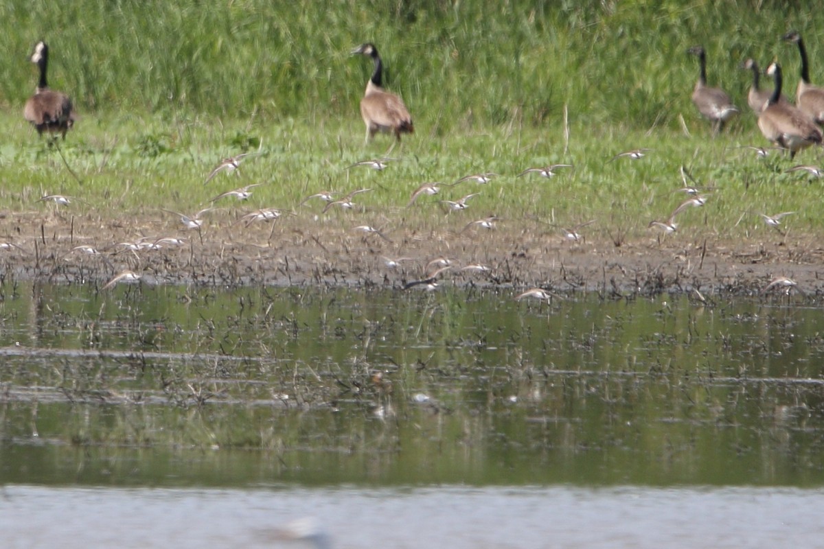 Semipalmated Sandpiper - ML620219978