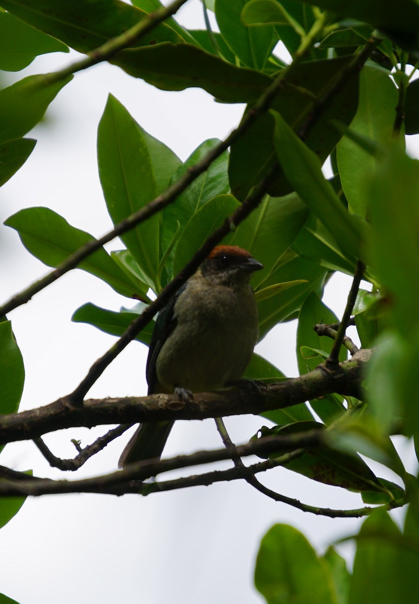 Scrub Tanager - ML620219979