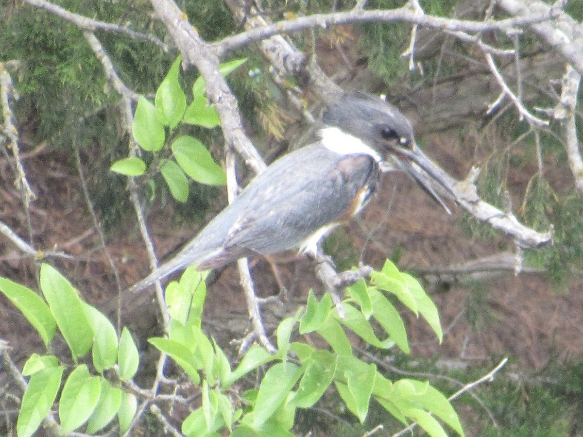Belted Kingfisher - ML620219980