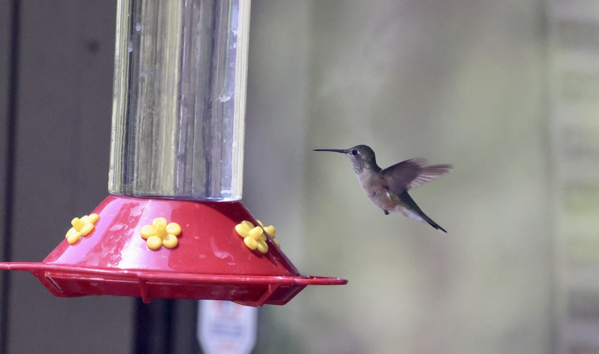 Broad-tailed Hummingbird - ML620219989