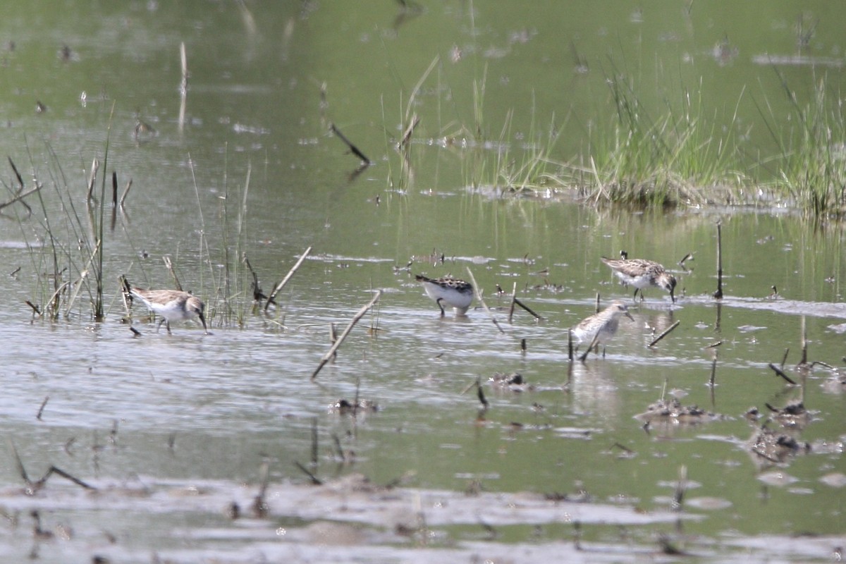 Semipalmated Sandpiper - ML620219991