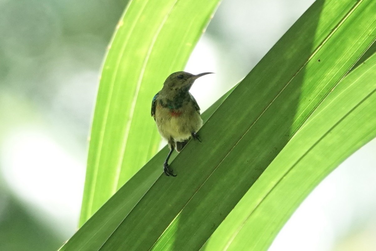 Tiny Sunbird - ML620219993