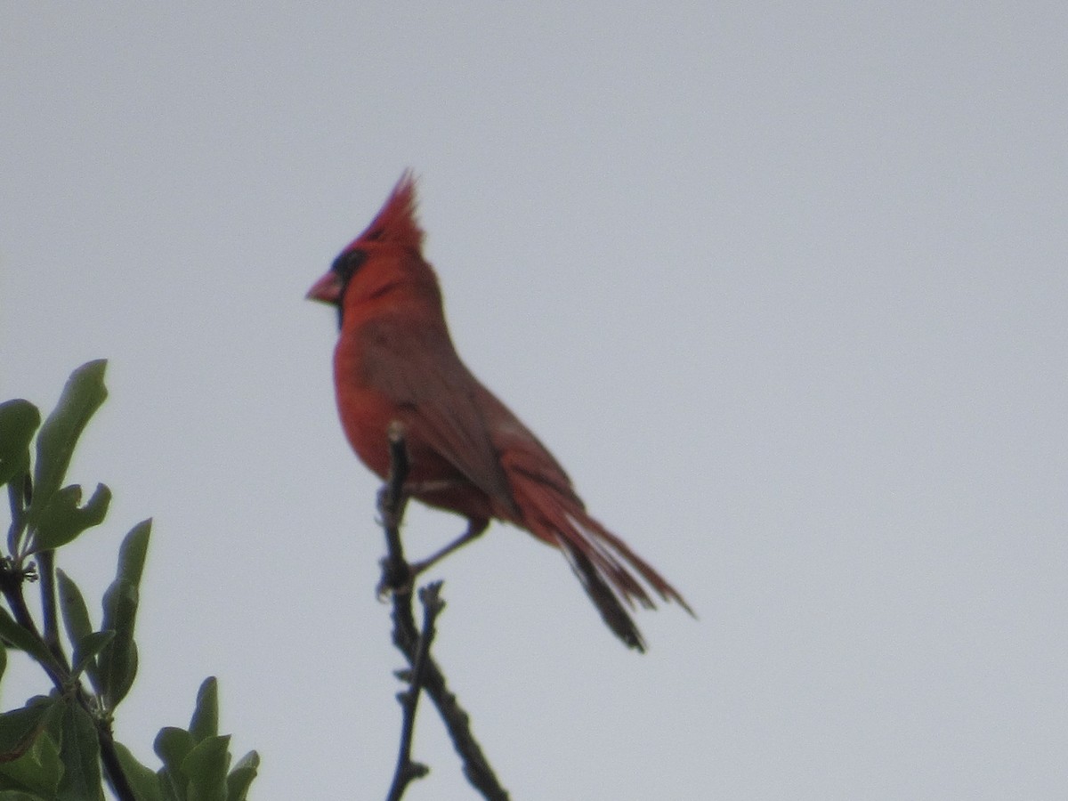 Cardenal Norteño - ML620219998