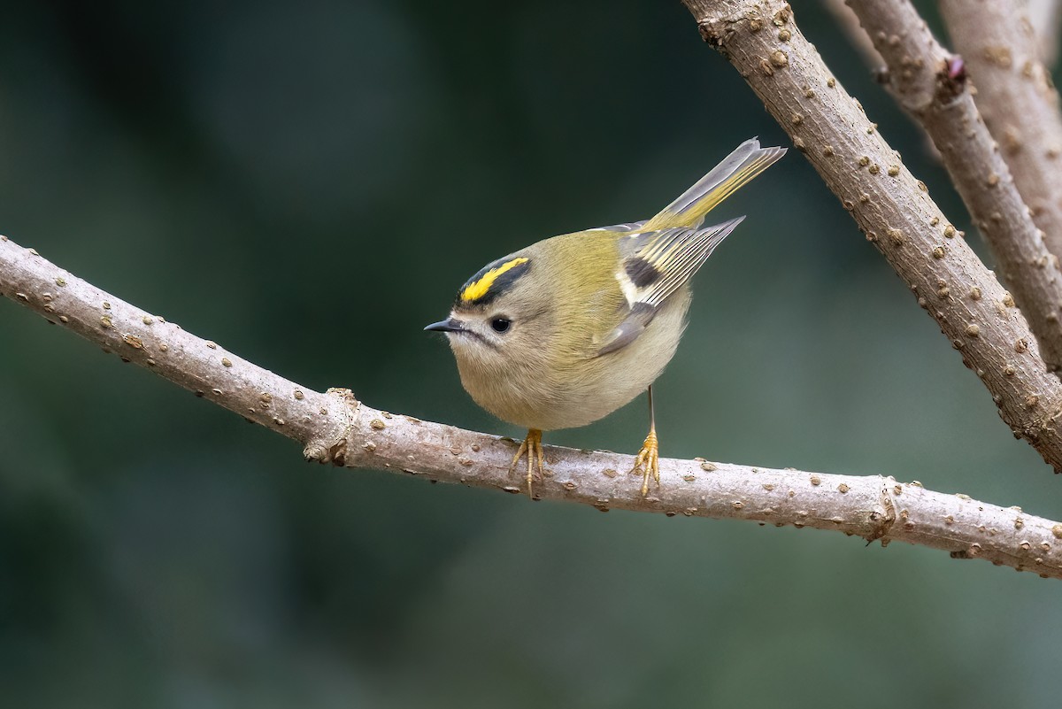 Goldcrest - ML620220000