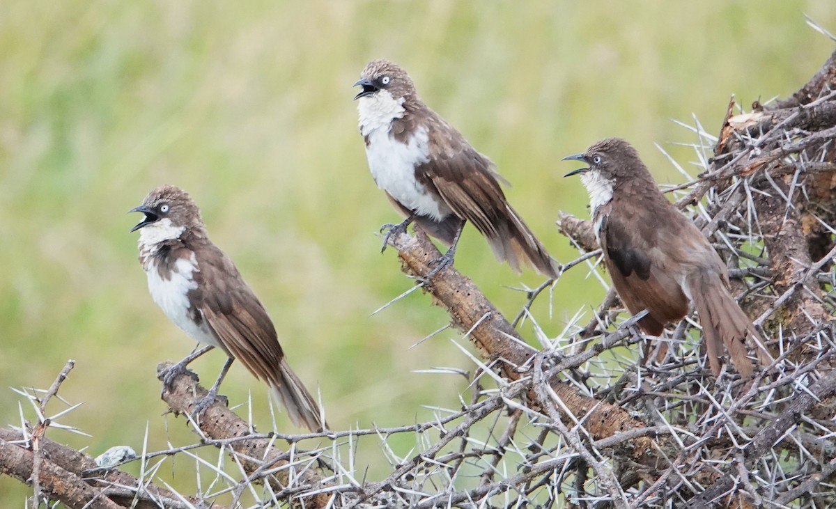 Northern Pied-Babbler - ML620220015