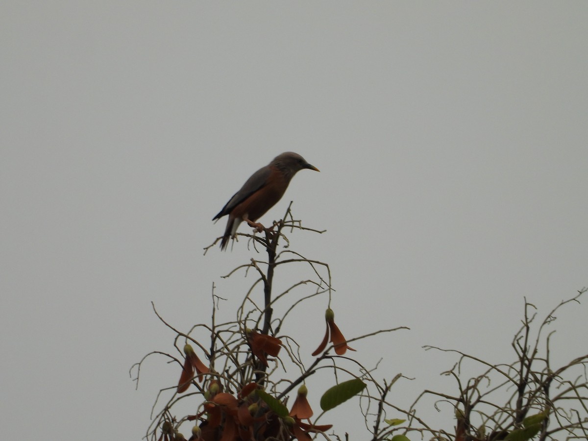 Chestnut-tailed Starling - ML620220016