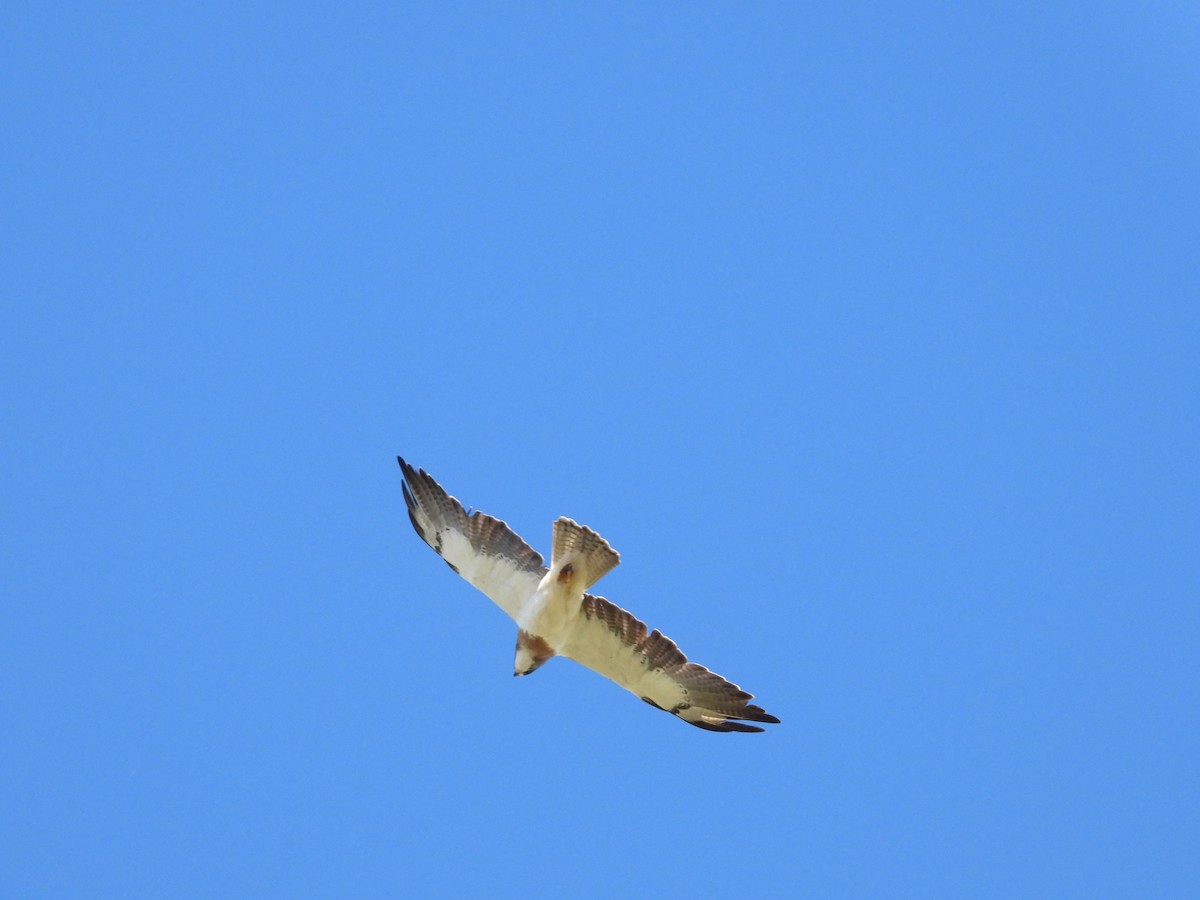 Swainson's Hawk - ML620220018