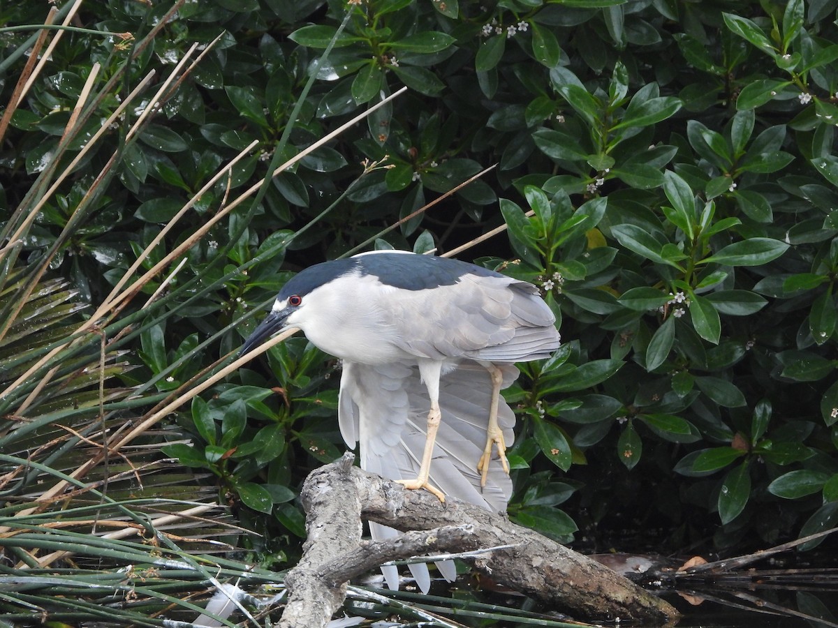 Black-crowned Night Heron - ML620220024