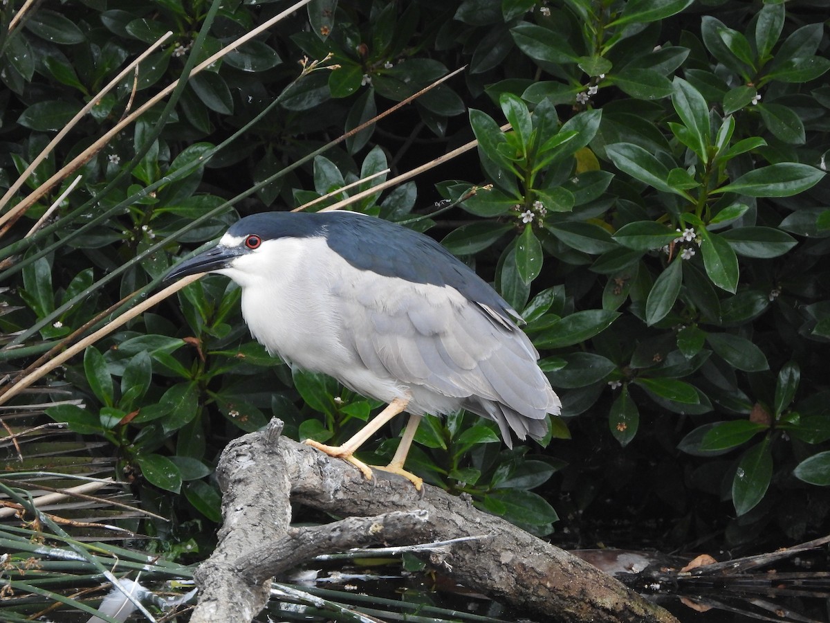 Black-crowned Night Heron - ML620220026