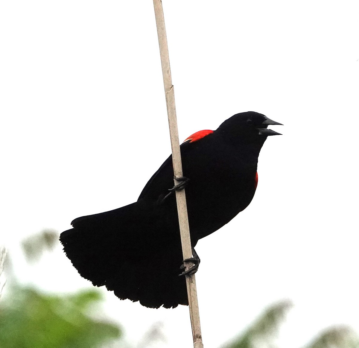 Red-winged Blackbird - Steve Mayo