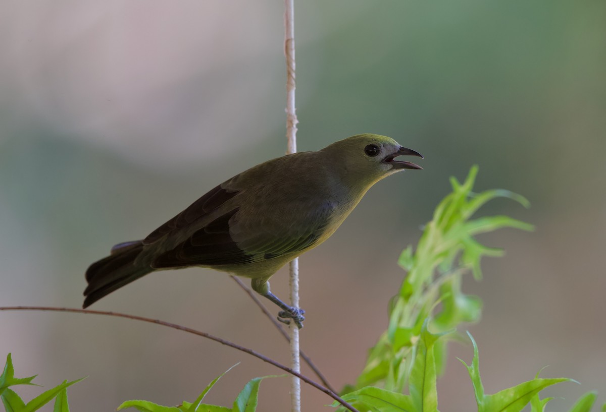 Palm Tanager - ML620220037