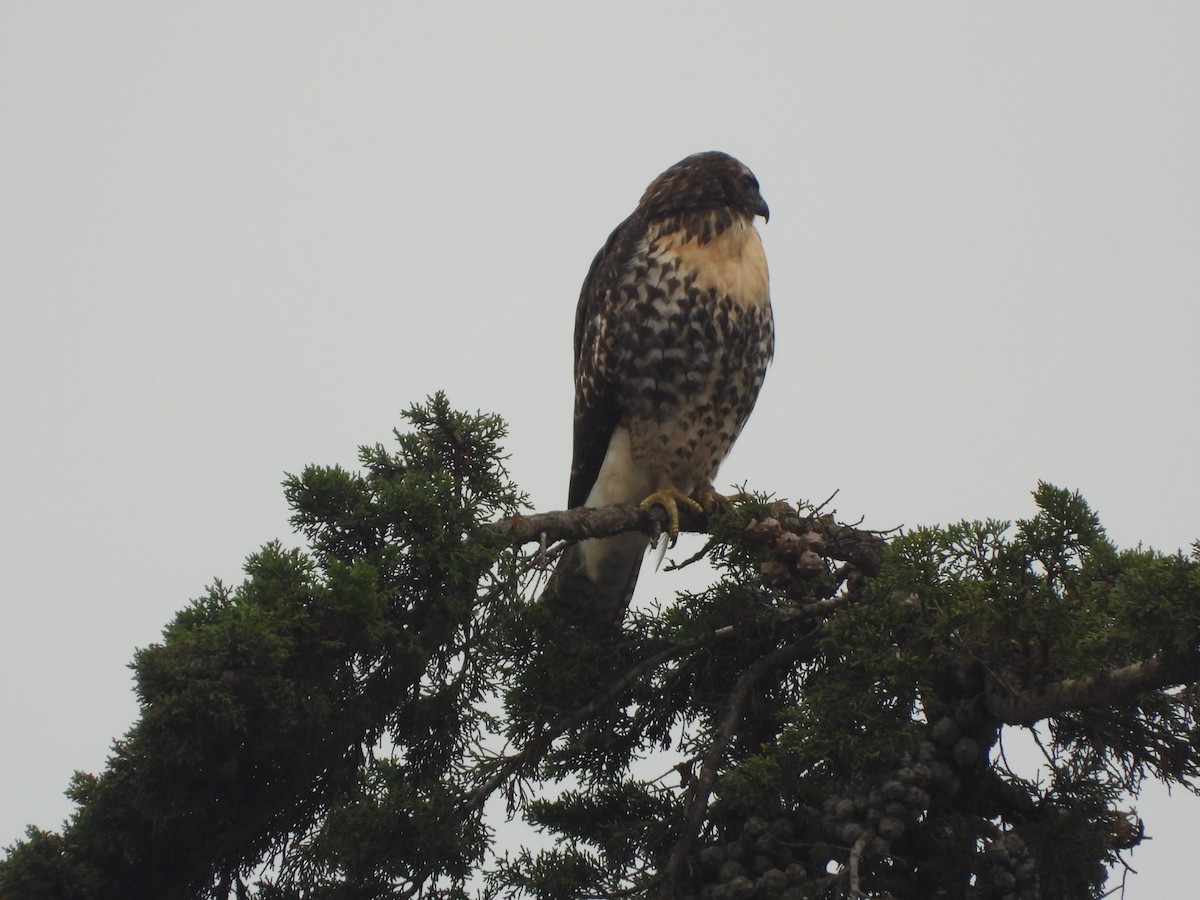 Red-tailed Hawk - ML620220043
