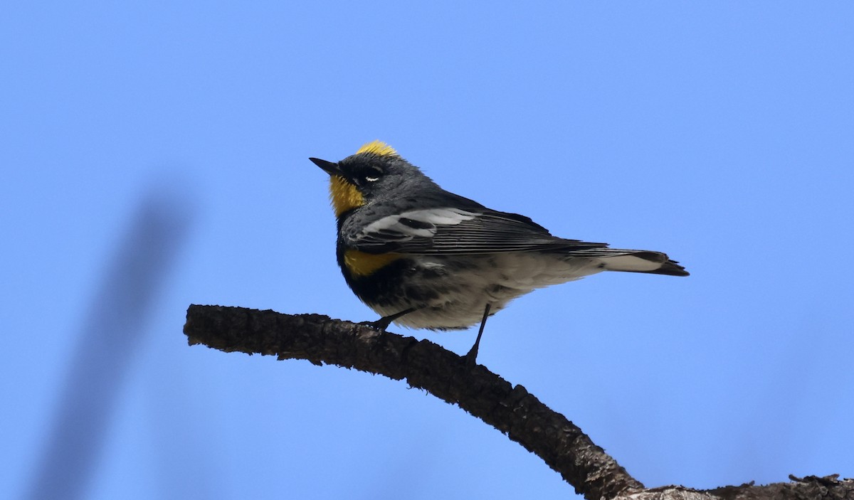 Yellow-rumped Warbler (Audubon's) - ML620220053