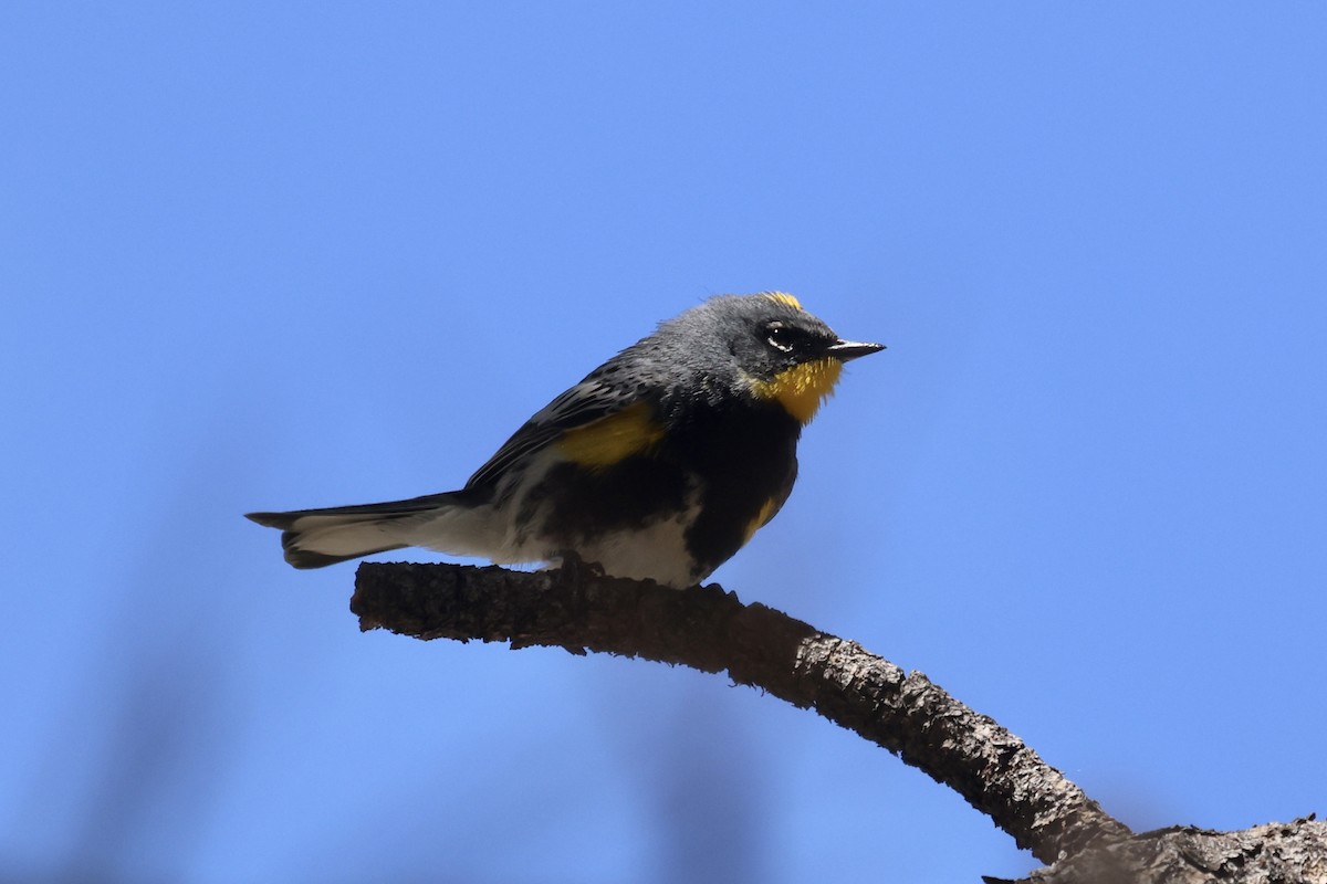 Yellow-rumped Warbler (Audubon's) - ML620220054