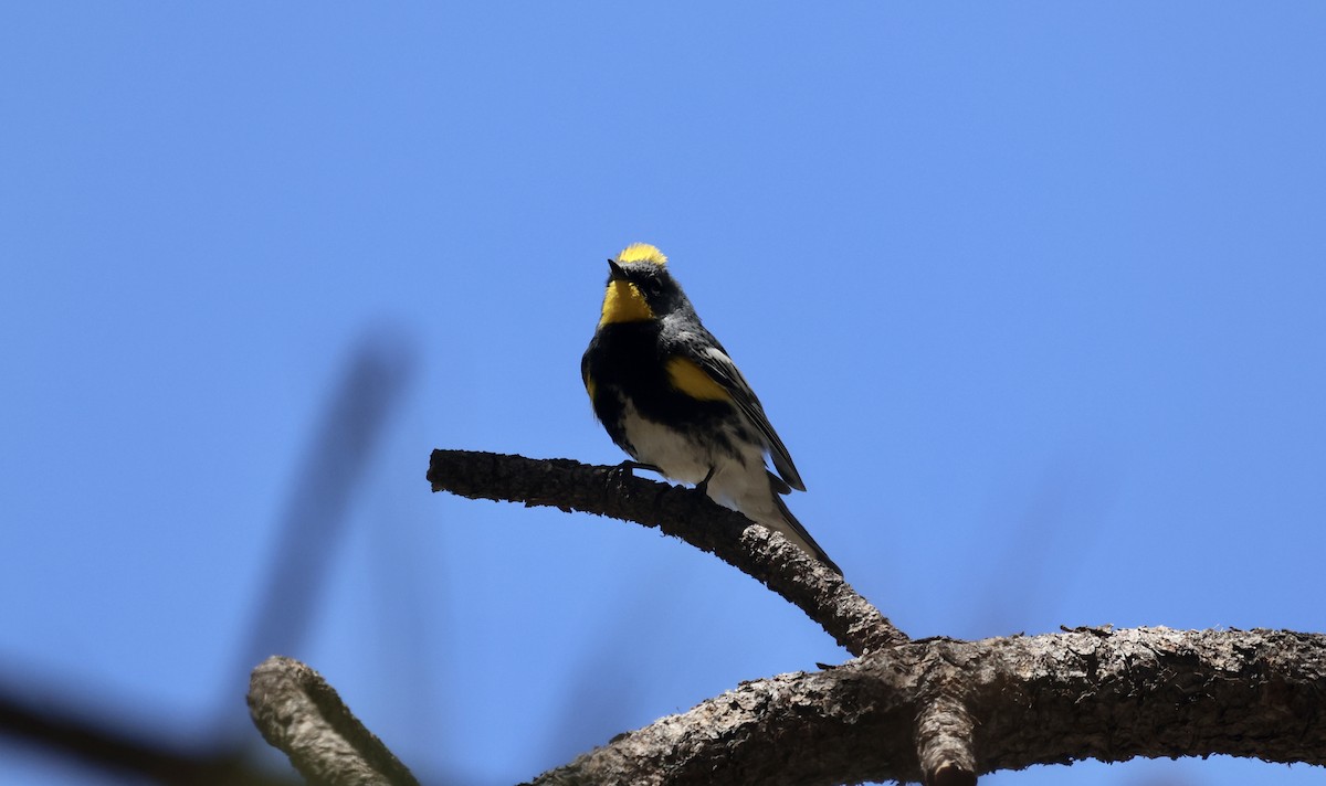 Yellow-rumped Warbler (Audubon's) - ML620220055