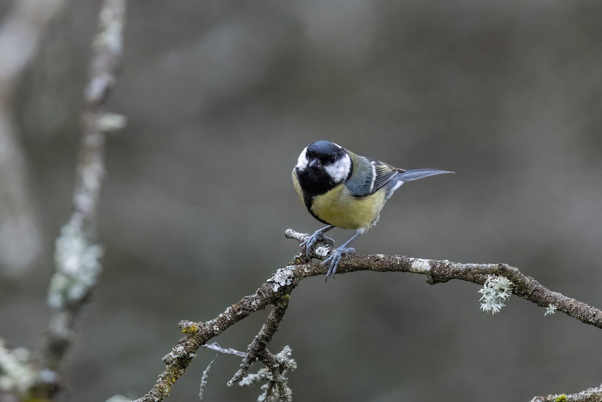 Great Tit - ML620220060