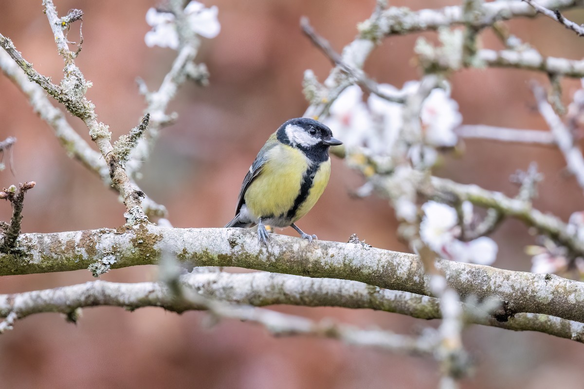 Great Tit - Max Khoo