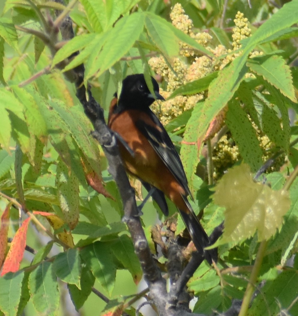 Oriole des vergers - ML620220065