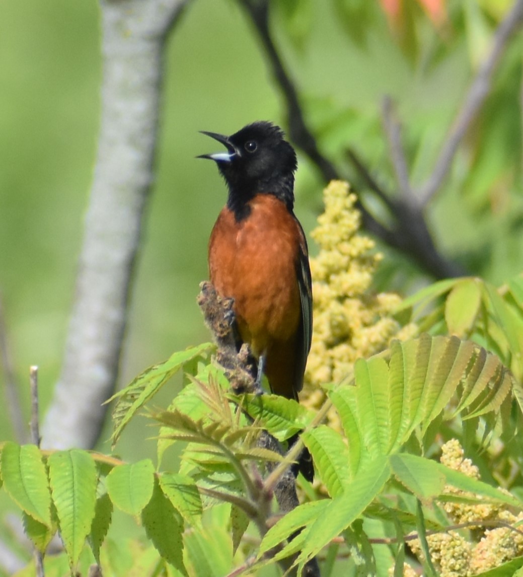 Oriole des vergers - ML620220074