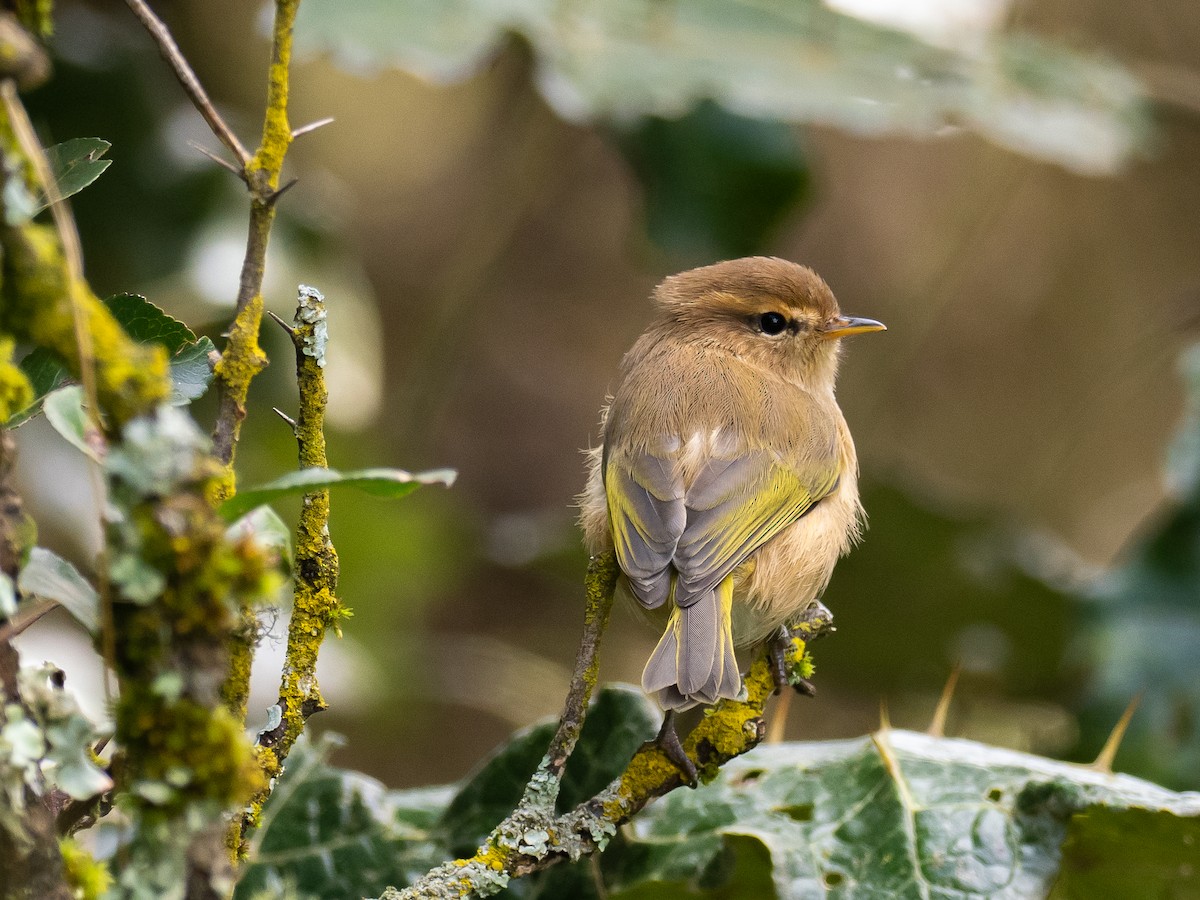 Brown Woodland-Warbler - ML620220075