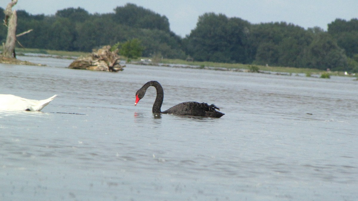 Cisne Negro - ML620220076