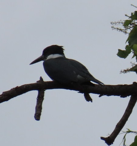 Belted Kingfisher - ML620220078