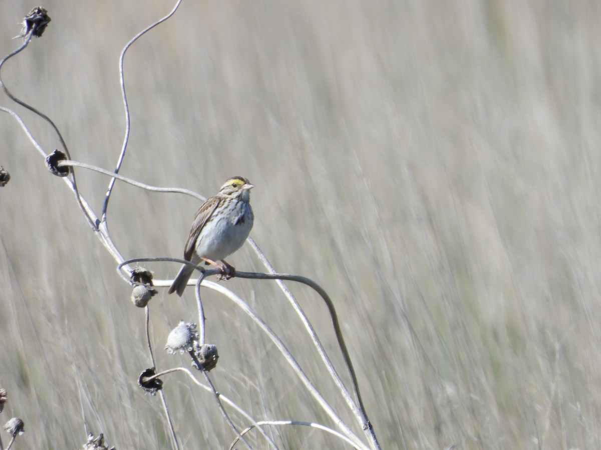 Savannah Sparrow - ML620220086