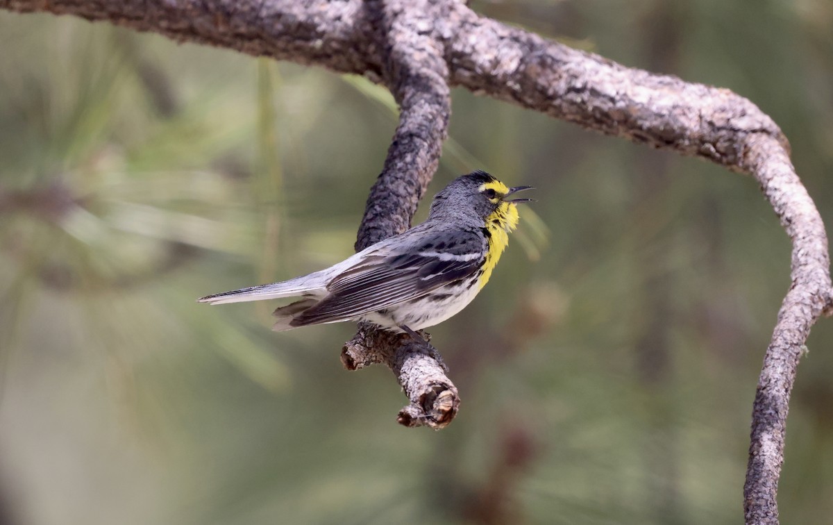 Grace's Warbler - ML620220091