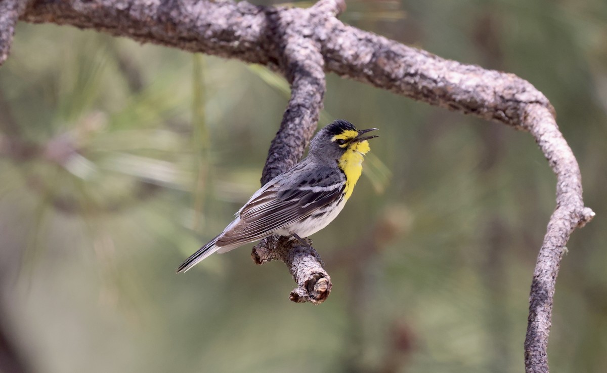 Grace's Warbler - ML620220094