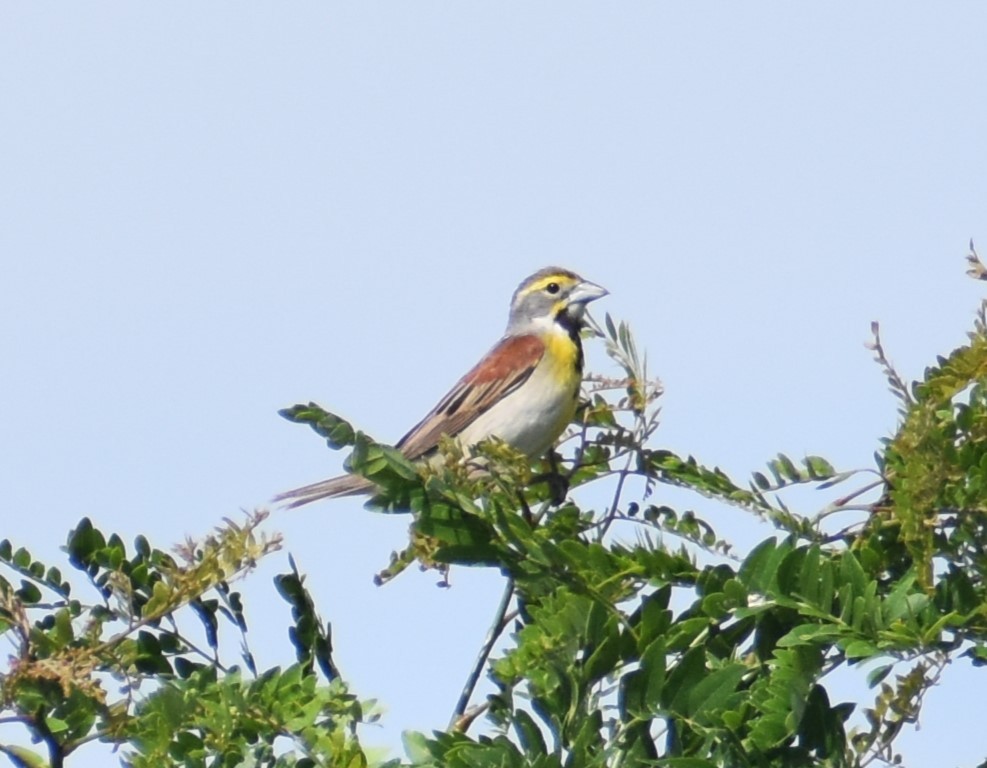 Dickcissel - ML620220096