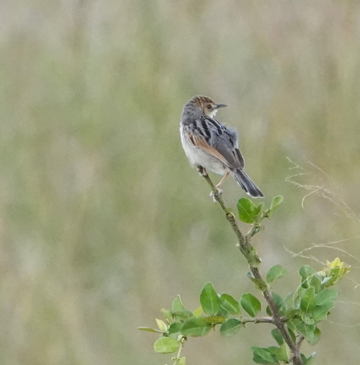 Desert Cisticola - ML620220106