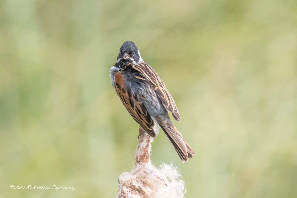 Reed Bunting - ML620220109