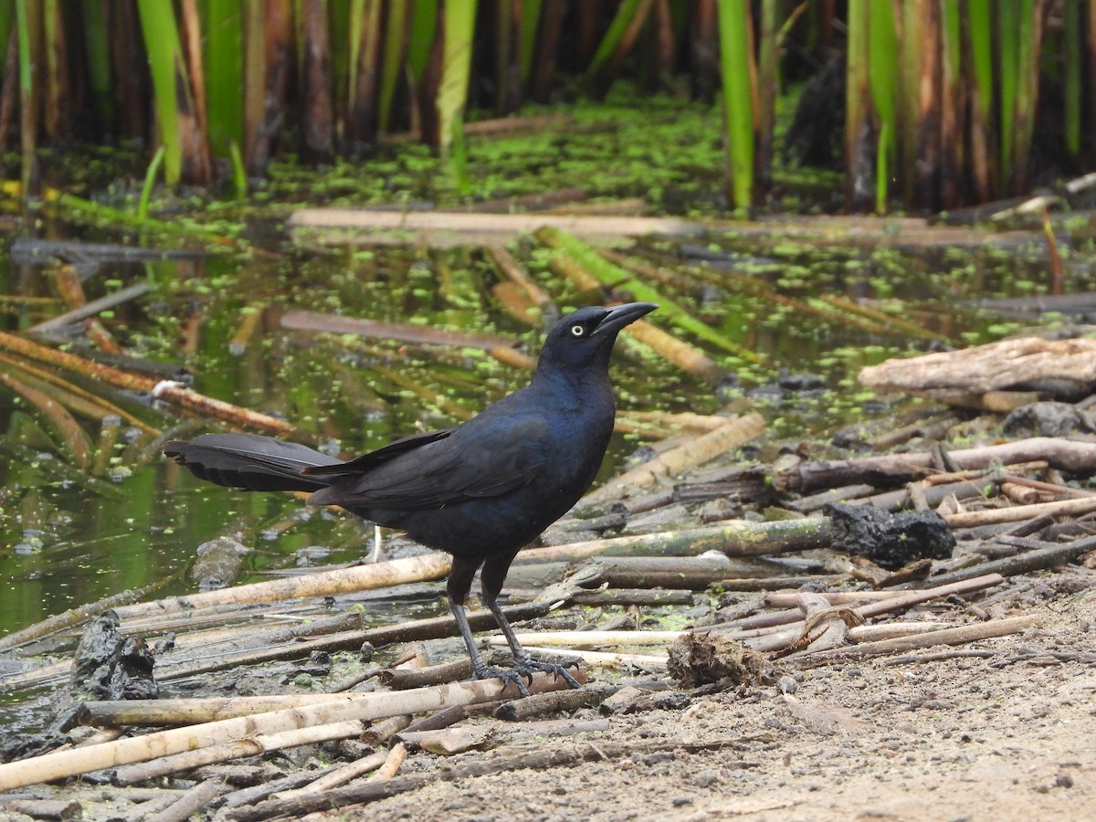 Great-tailed Grackle - ML620220114