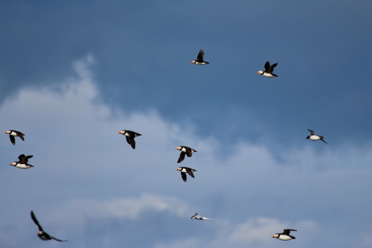 Atlantic Puffin - ML620220119