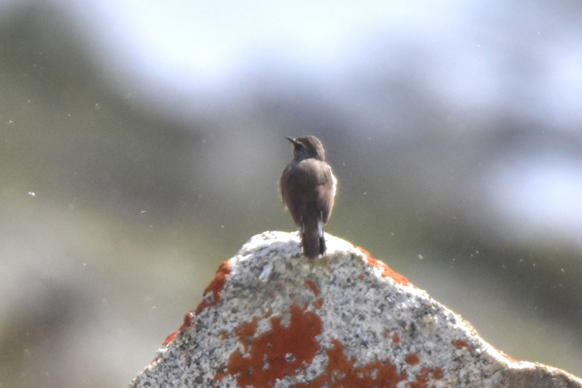 Himalayan Rubythroat - ML620220126