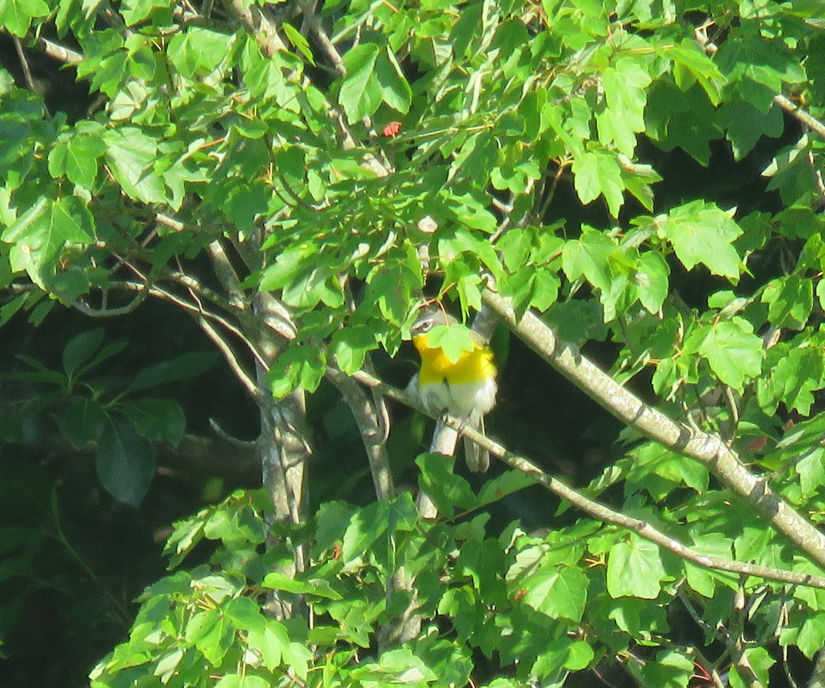 Yellow-breasted Chat - ML620220134