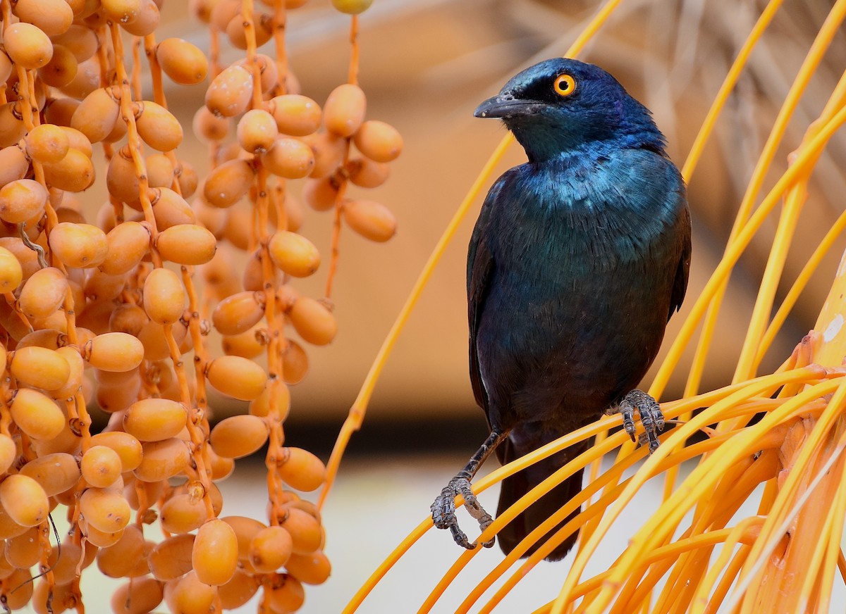 Cape Starling - ML620220137