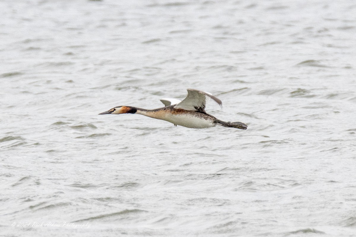 Great Crested Grebe - ML620220141