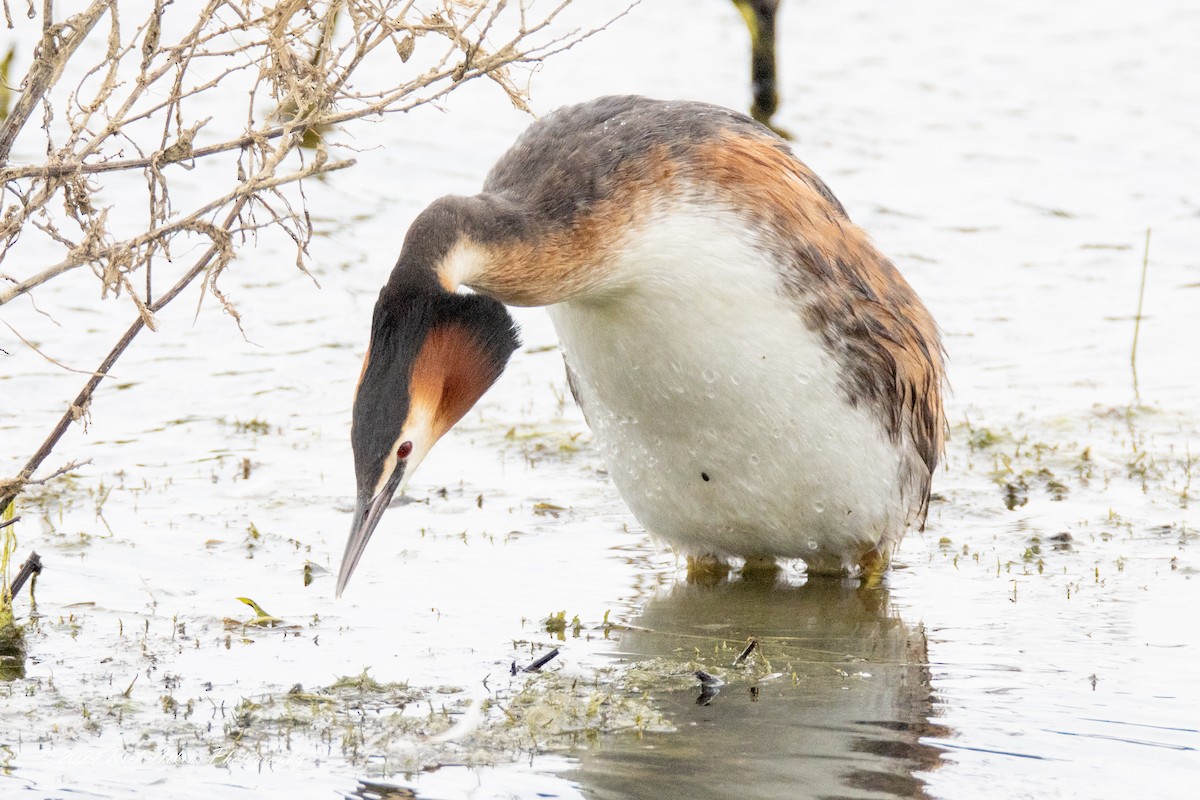 Great Crested Grebe - ML620220145