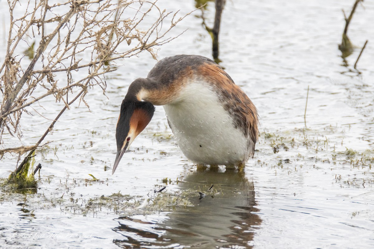 Great Crested Grebe - ML620220146