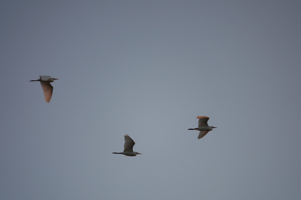 Египетская цапля (ibis) - ML620220147