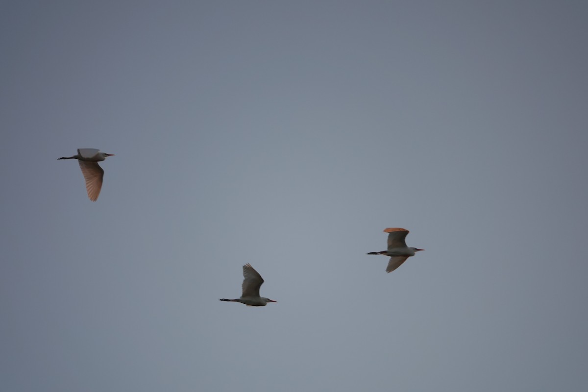 Western Cattle Egret - ML620220147