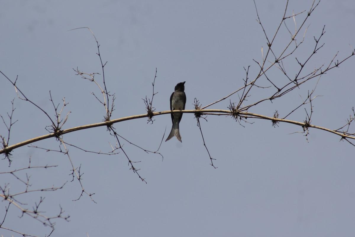 White-bellied Drongo - ML620220150